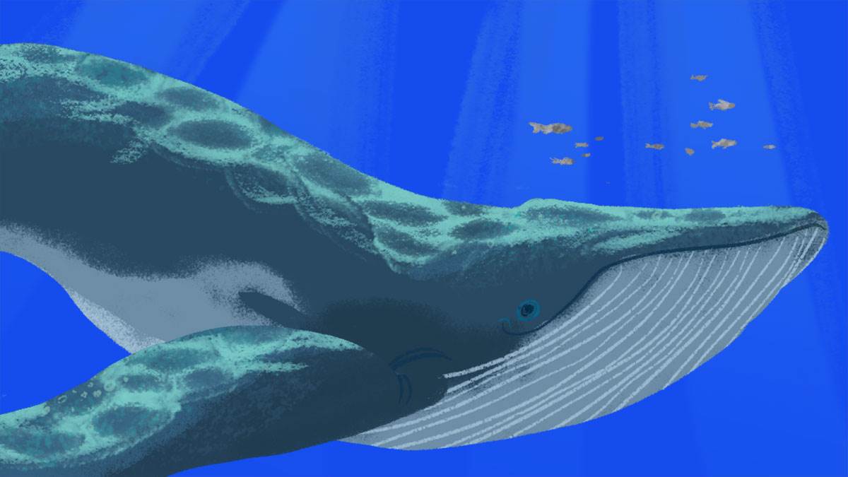 Illustration of a whale by Erika Meza