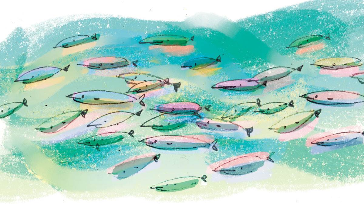 An illustration of a colourful school of fish. Illustration by Kate Alizadeh.