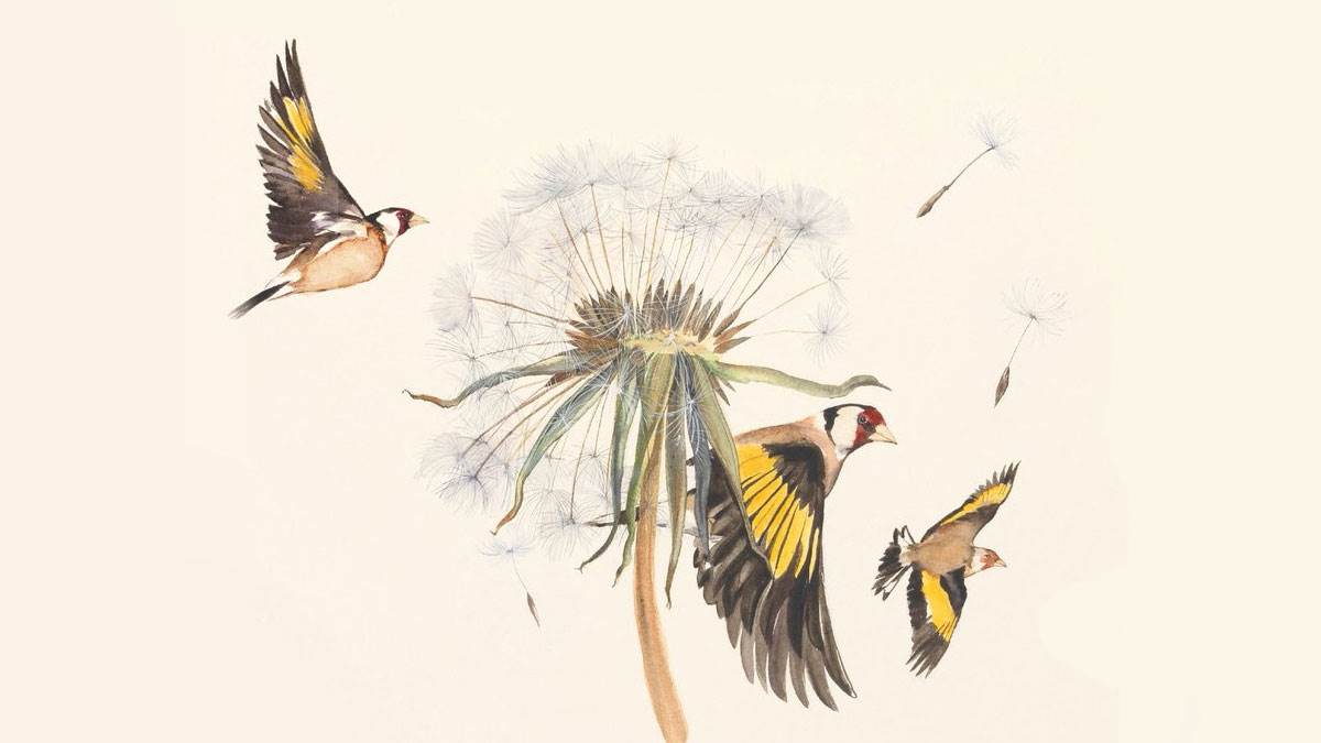 An illustration from The Lost Words of birds by a dandelion