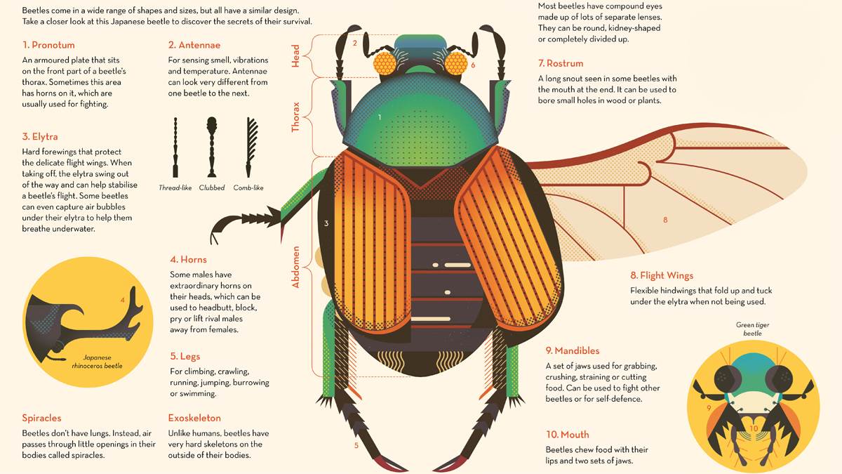 Beetle Body Parts