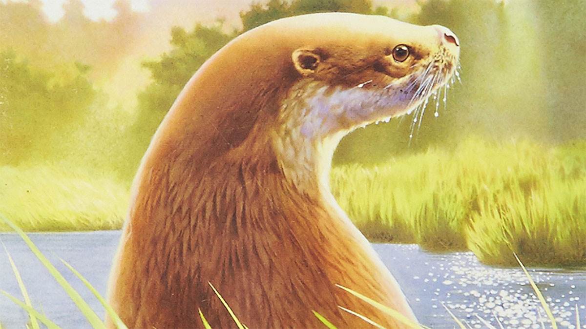 Tarka the Otter by Henry Williamson, illustrated by Annabel Large