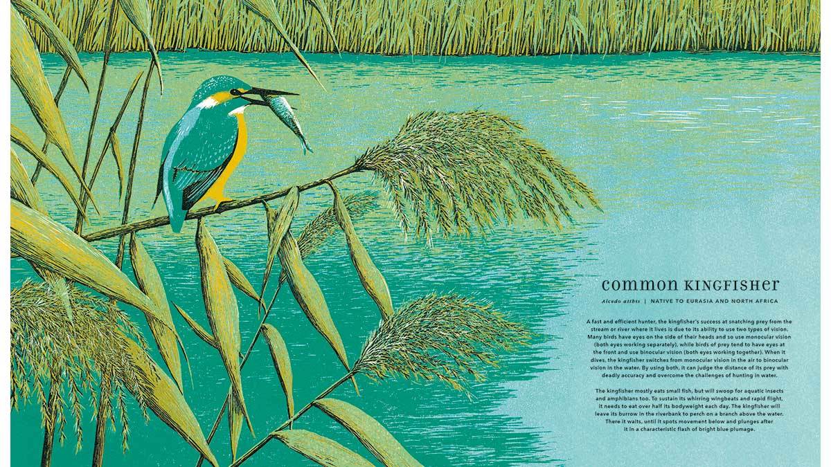 Narisa Togo's illustration from Magnificent Birds