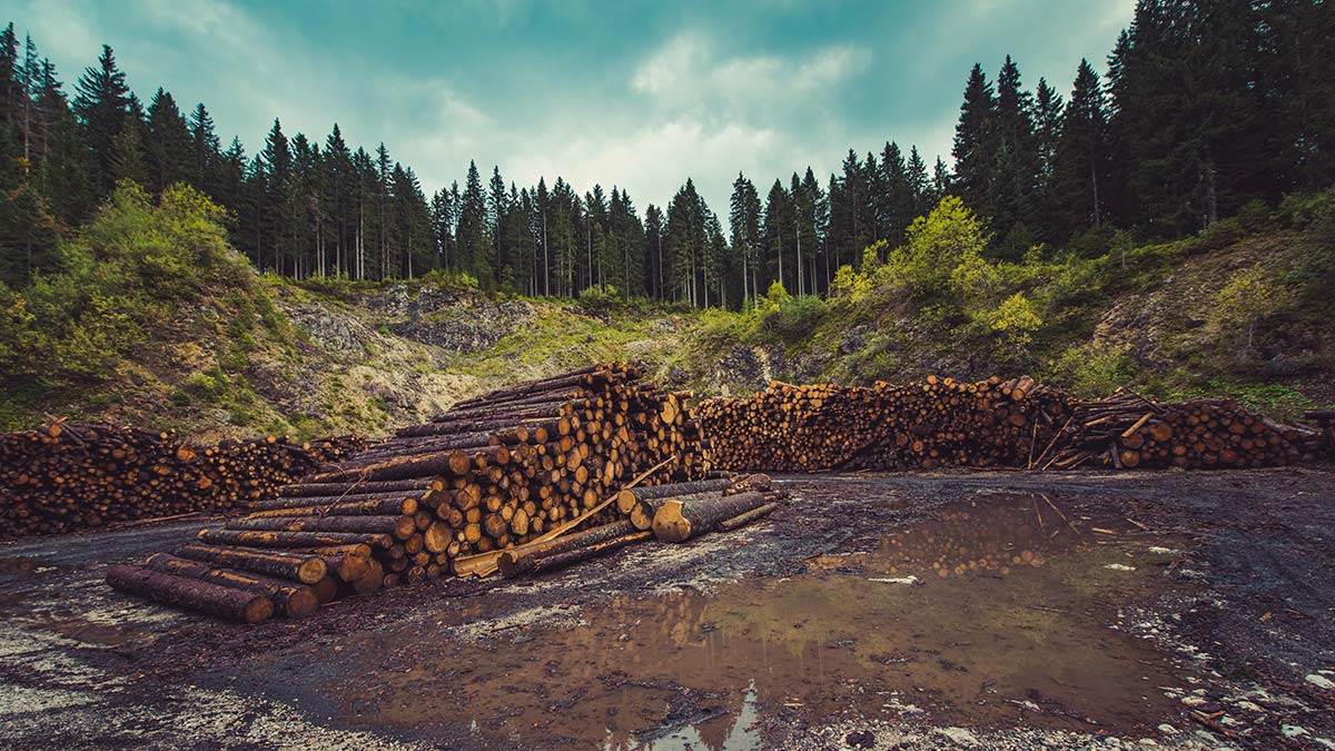 Logs near a forest