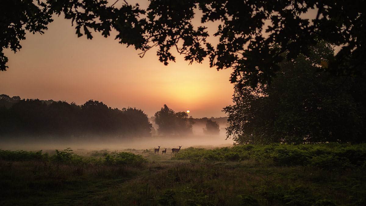 Deers at sunset