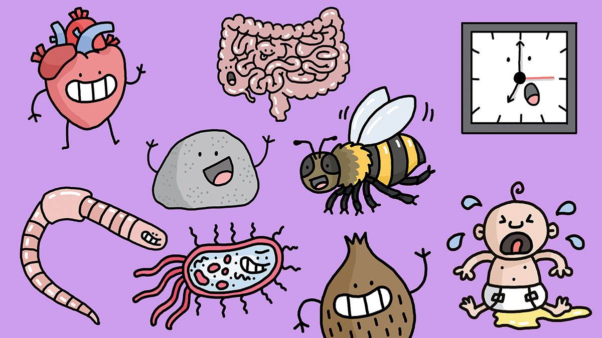 An illustration of a heart, a coconut, intestines, rocks, a clock, a worm, a bacterium, a tree, a bee and a baby with a wet nappy
