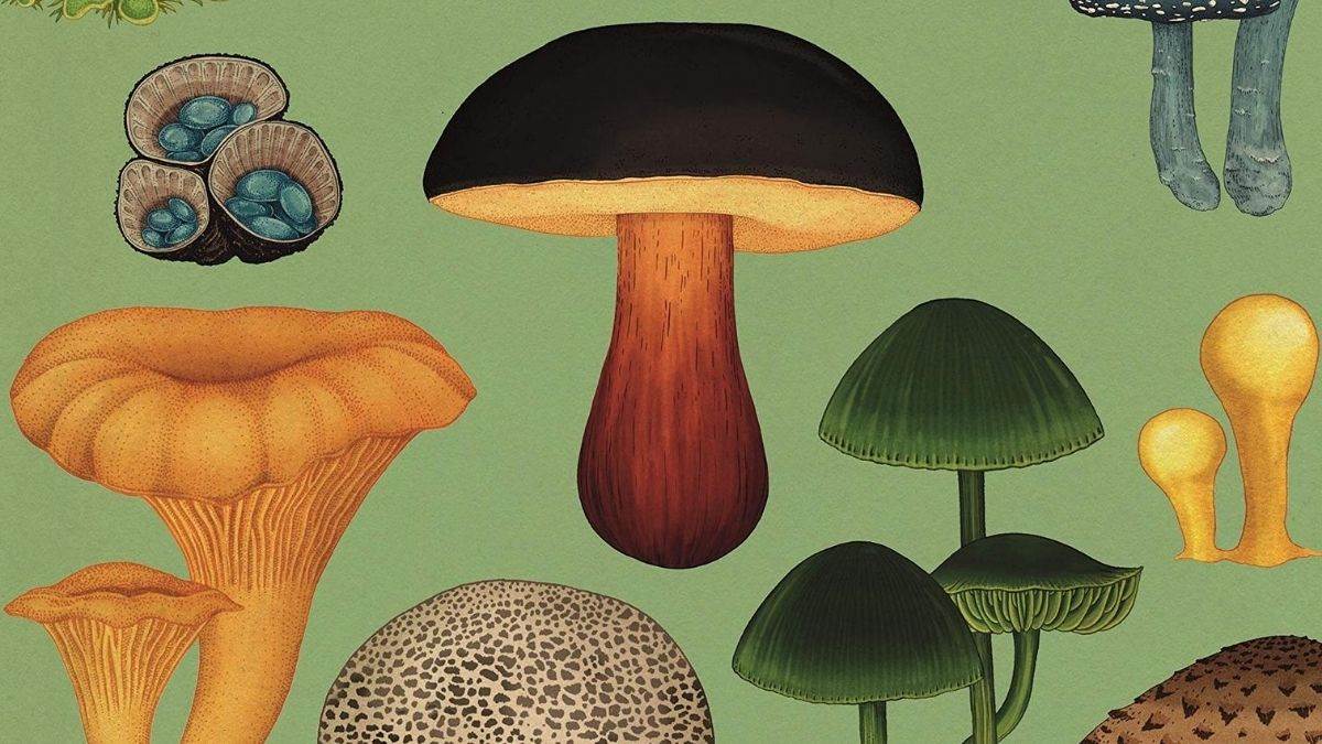 Illustration of fungi from the cover of Fungarium